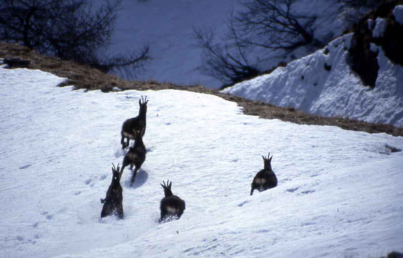 Rupicapra rupicapra.....dal Trentino Alto Adige