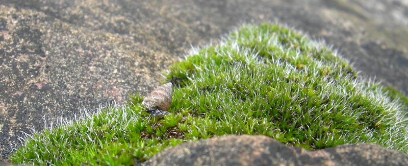 Cochlostoma septemspirale septemspirale (Razoumowsky,1789)