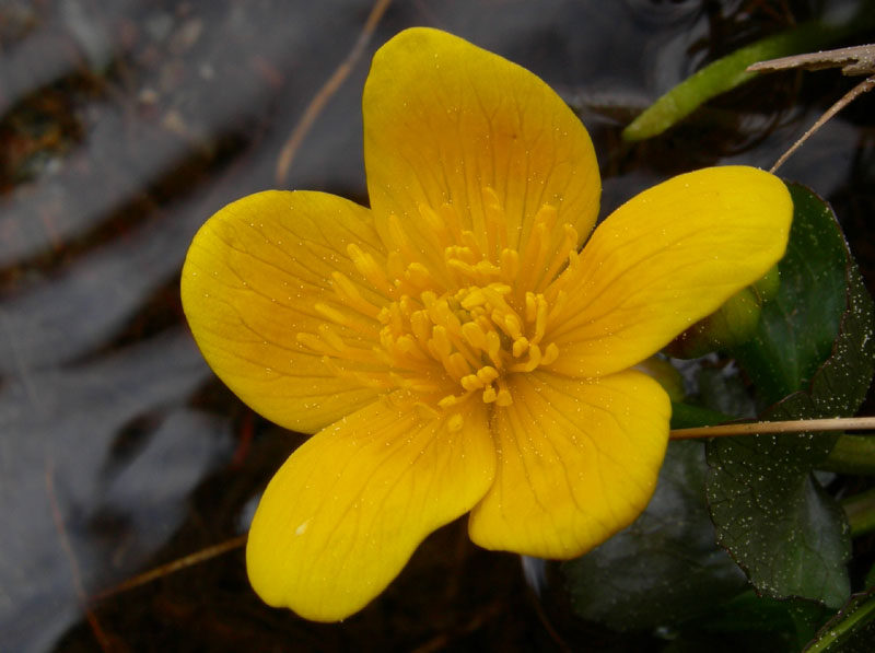 Caltha palustris / Calta