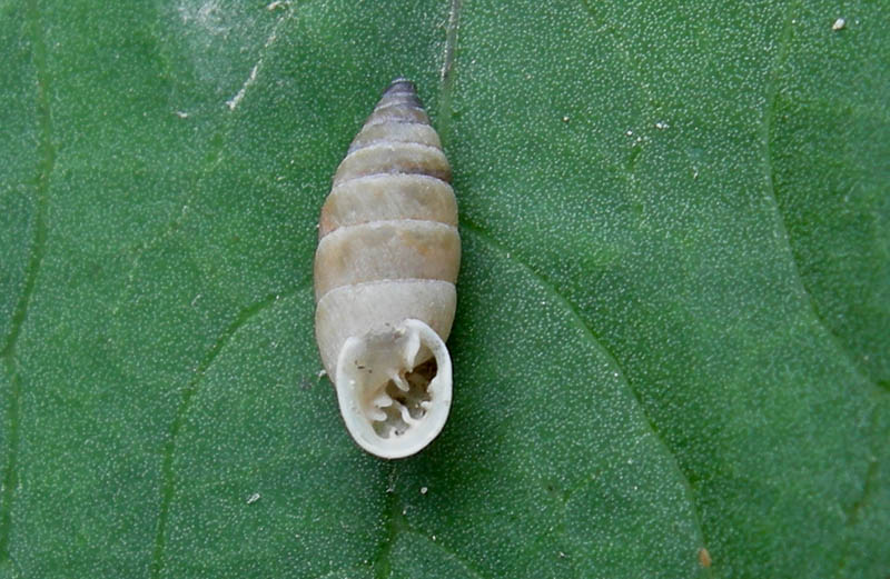 Granaria illyrica (Rossmssler, 1837)  in Val Gole (TN)