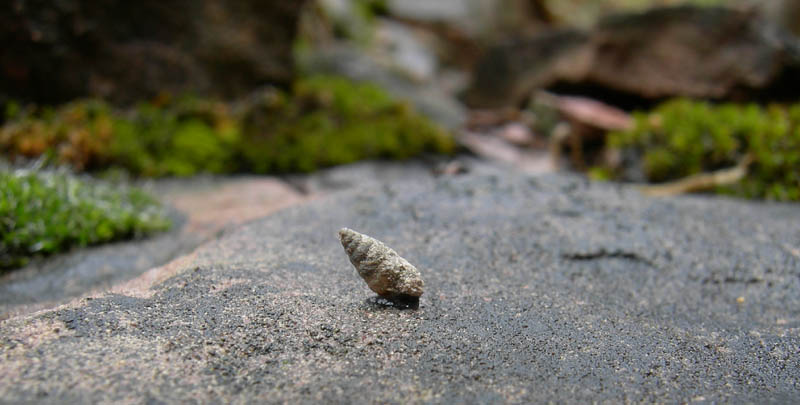 Cochlostoma septemspirale septemspirale (Razoumowsky,1789)