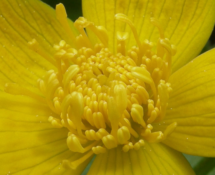 Caltha palustris / Calta