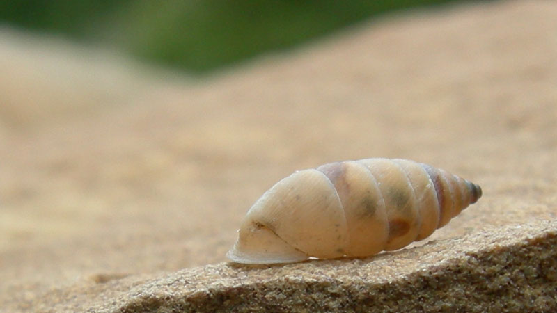 Granaria illyrica (Rossmssler, 1837)  in Val Gole (TN)