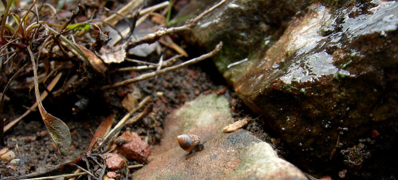 Cochlostoma septemspirale septemspirale (Razoumowsky,1789)