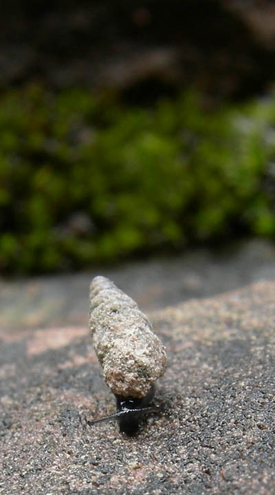 Cochlostoma septemspirale septemspirale (Razoumowsky,1789)