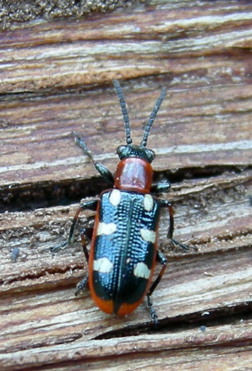 Crioceris asparagi (Coleoptera, Chrysomelidae)