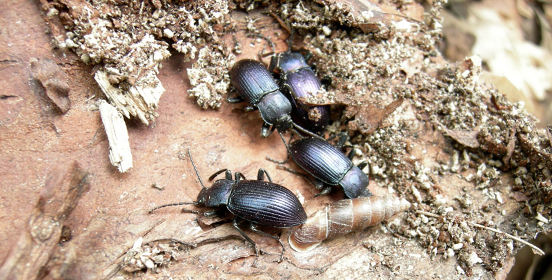 Helops sp.