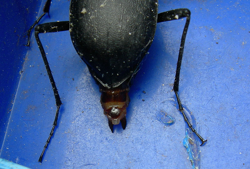 Cychrus italicus