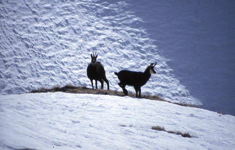 Rupicapra rupicapra.....dal Trentino Alto Adige