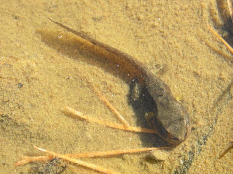 Monte Cengello.....escursione