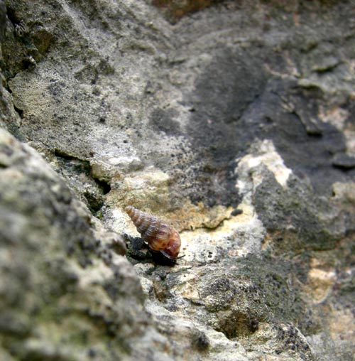 Cochlostoma septemspirale septemspirale (Razoumowsky,1789)