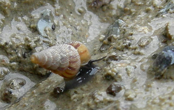 Cochlostoma septemspirale septemspirale (Razoumowsky,1789)