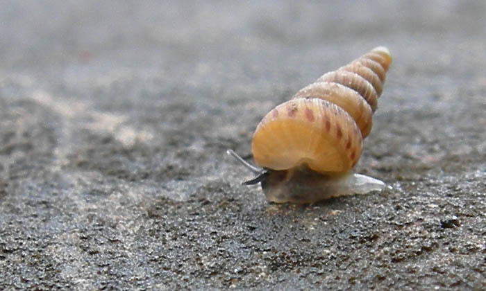 Cochlostoma septemspirale septemspirale (Razoumowsky,1789)