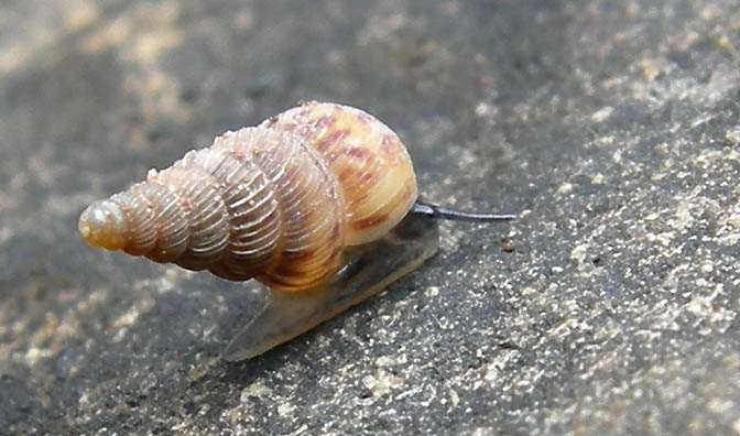 Cochlostoma septemspirale septemspirale (Razoumowsky,1789)