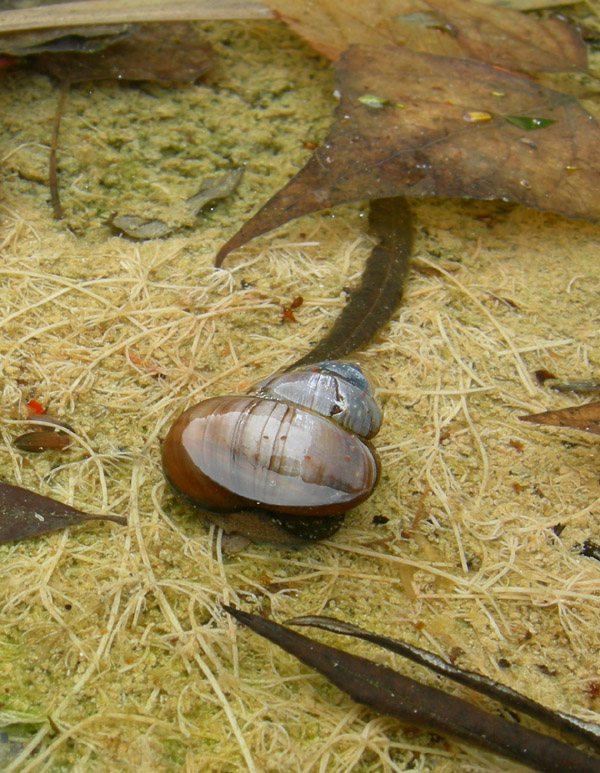 Viviparus contectus (Millet, 1813) e Planorbarius corneus