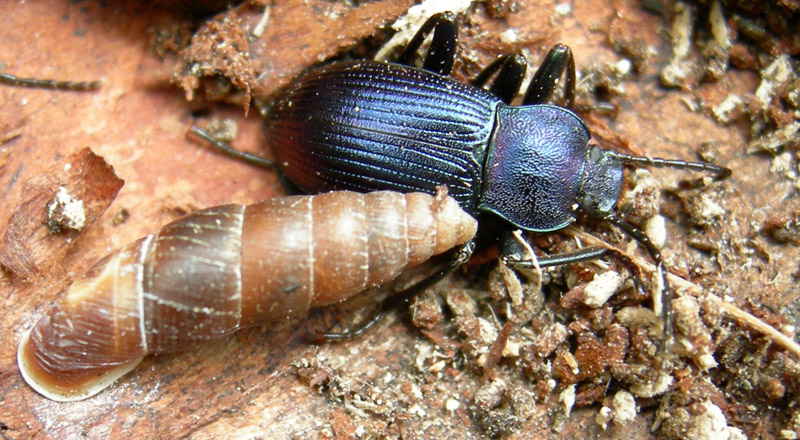 Helops sp.