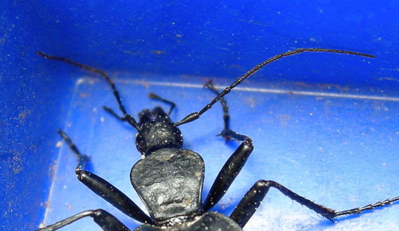 Cychrus italicus