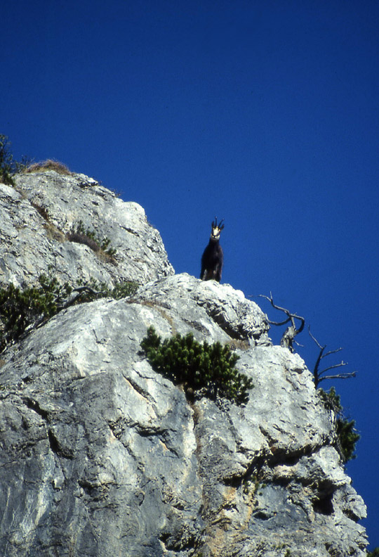 Rupicapra rupicapra.....dal Trentino Alto Adige