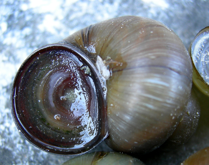 Viviparus contectus (Millet, 1813) e Planorbarius corneus