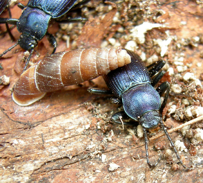 Helops sp.