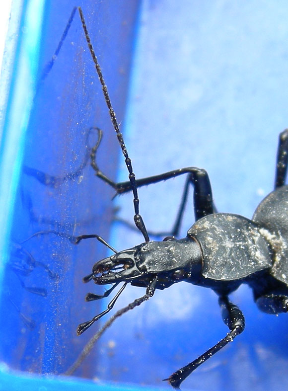 Cychrus italicus