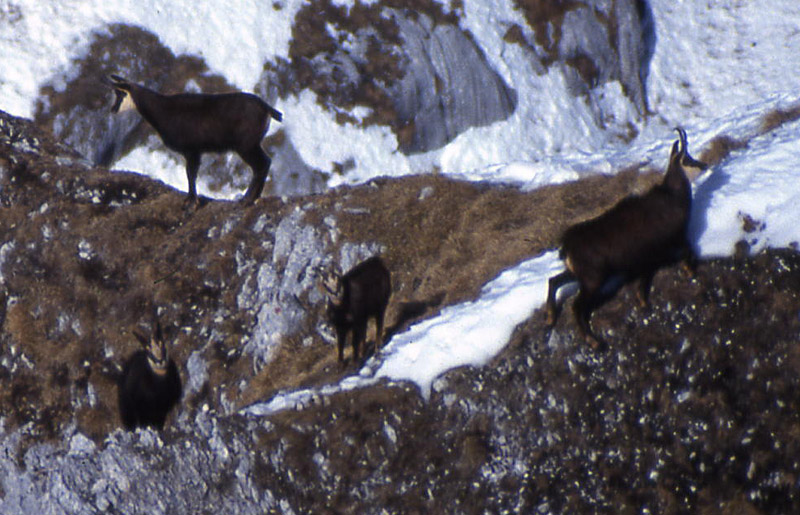 Rupicapra rupicapra.....dal Trentino Alto Adige