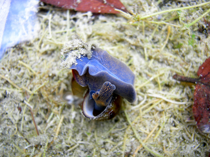 Viviparus contectus (Millet, 1813) e Planorbarius corneus