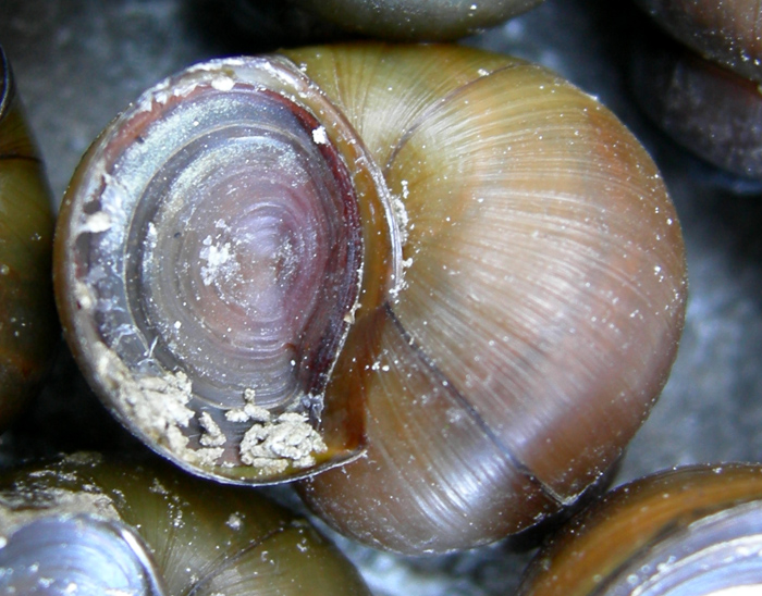 Viviparus contectus (Millet, 1813) e Planorbarius corneus