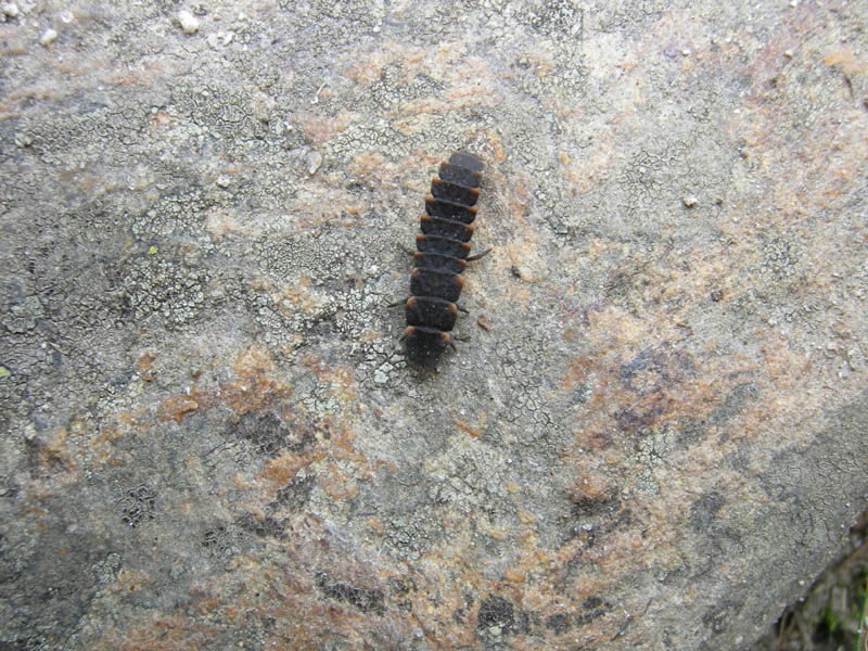 Cima d''Asta m.2847......escursione