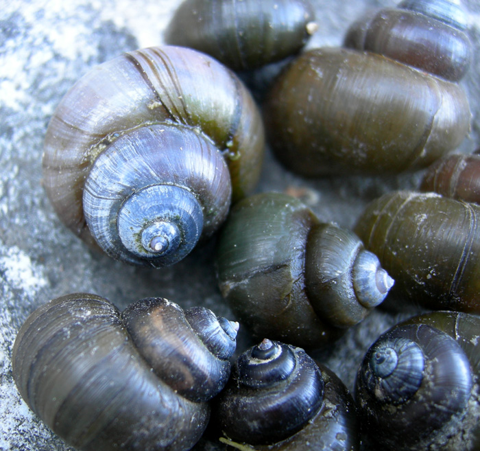 Viviparus contectus (Millet, 1813) e Planorbarius corneus