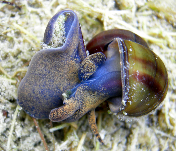 Viviparus contectus (Millet, 1813) e Planorbarius corneus