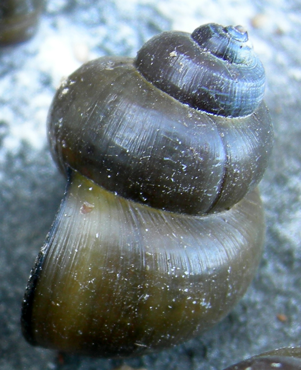 Viviparus contectus (Millet, 1813) e Planorbarius corneus