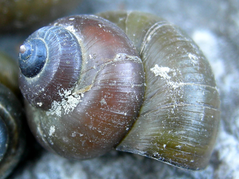 Viviparus contectus (Millet, 1813) e Planorbarius corneus