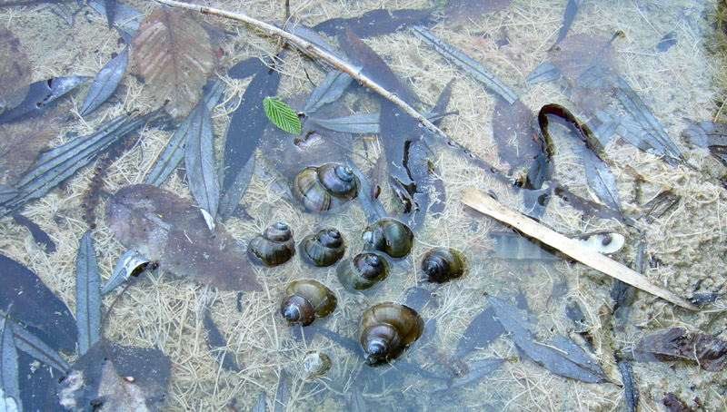 Viviparus contectus (Millet, 1813) e Planorbarius corneus