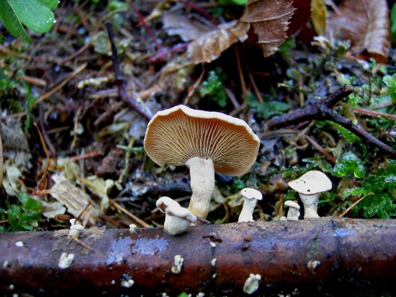 ??? da determinare.........