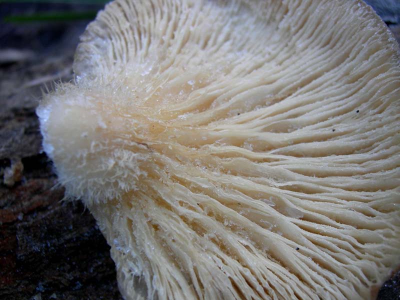 A caccia di Pleurotus ostreatus.....chiamati i  geloni...