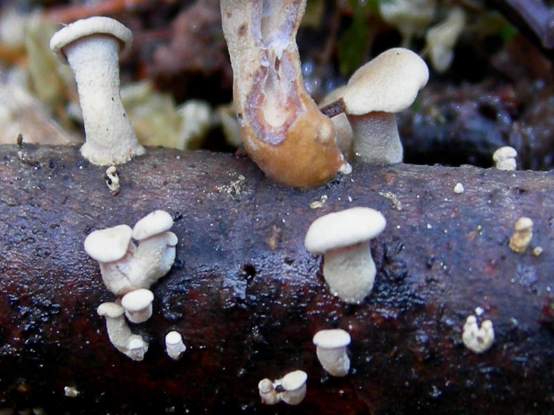 ??? da determinare.........