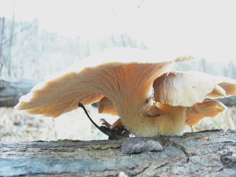 A caccia di Pleurotus ostreatus.....chiamati i  geloni...