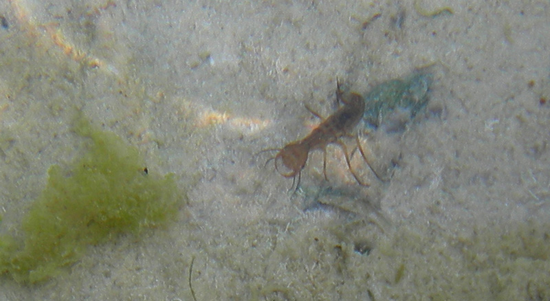 Larva di Dytiscus sp.