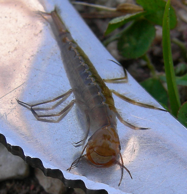 Larva di Dytiscus sp.