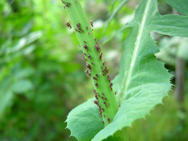 Aphididae......