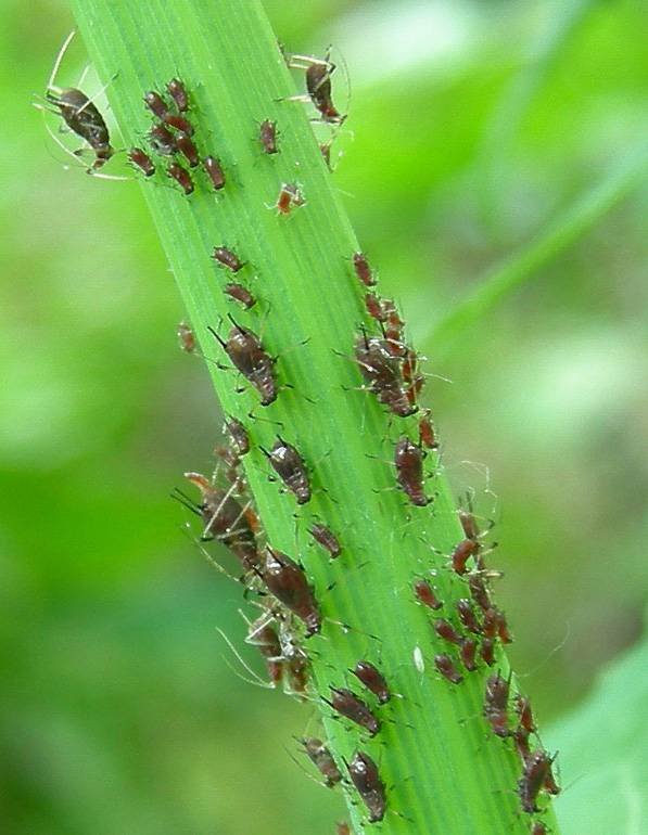 Aphididae......