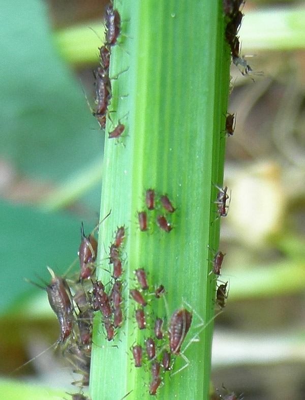 Aphididae......