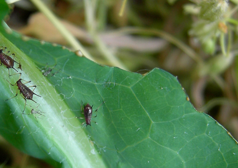 Aphididae......