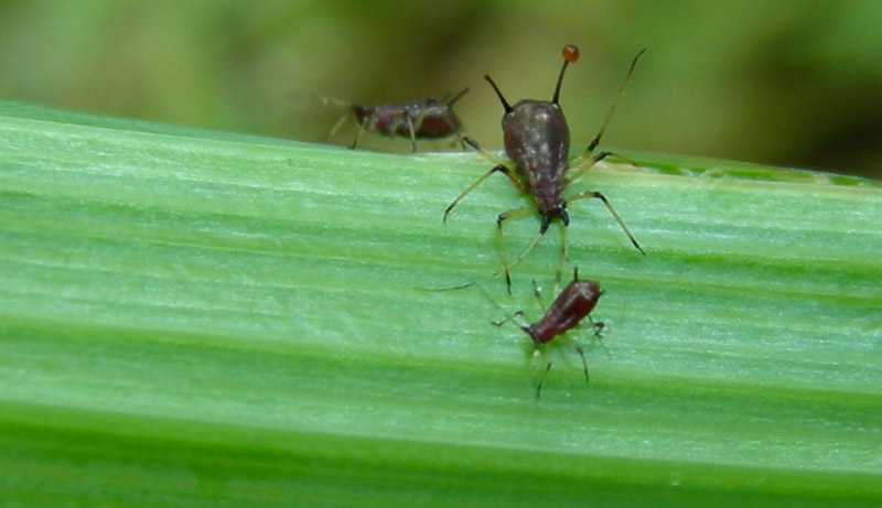 Aphididae......