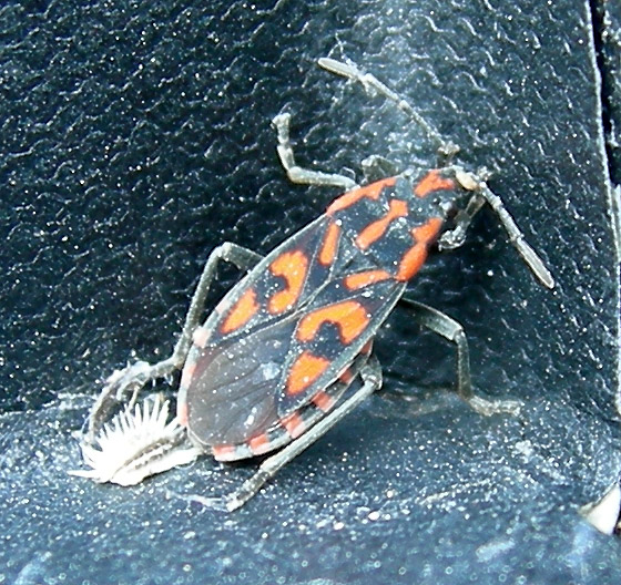 Pyrrhocoris apterus (f.pennata), forma alata