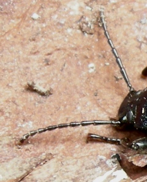 Helops sp.