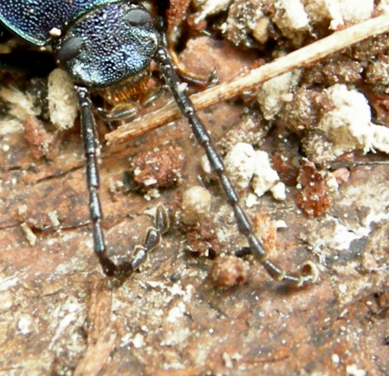 Helops sp.