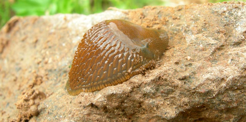 lumaca......Arionidae