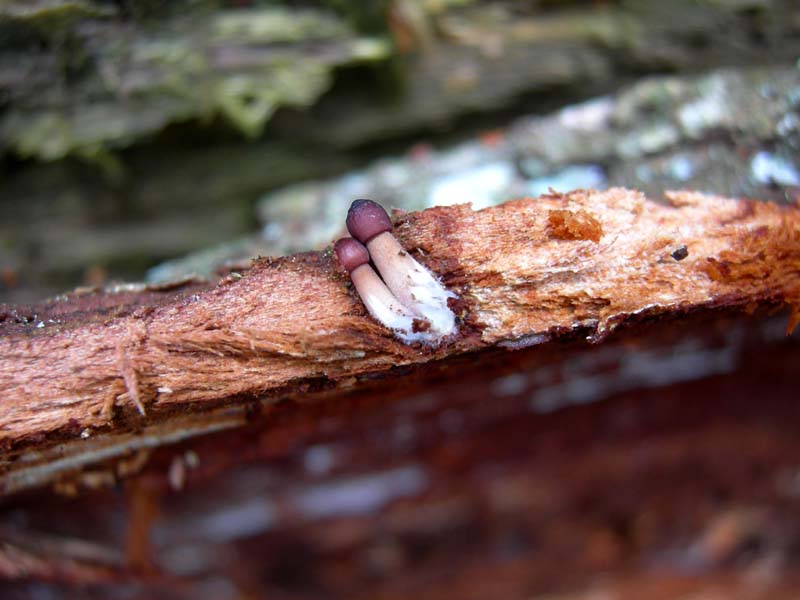 5..........da determinare